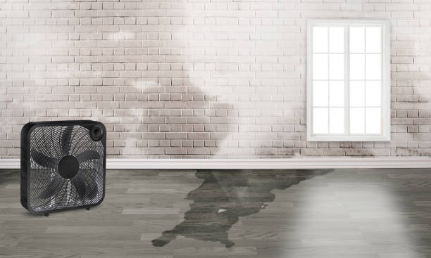 Best Water damage cleanup near me  in Blackhawk, CA